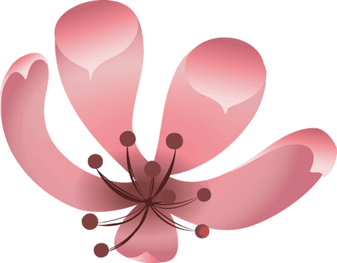 Pink blossom with gradient petals on transparent background for elegant decor