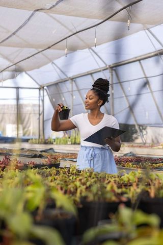 African american woman inspecting seedlings in greenhouse nursery holding clipboard