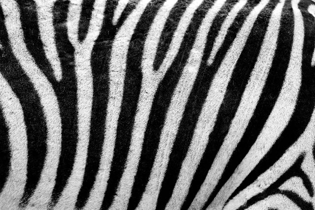 Close-up view of zebra stripes showcasing black and white pattern. Suitable for nature and wildlife themes, background textures, and educational materials about animals in their natural habitats.