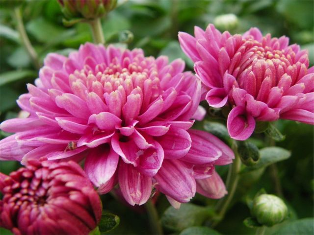 Pink chrysanthemums in full bloom showcasing vibrant petals and detailed texture. Ideal for gardening blogs, plant catalogs, horticulture websites, and seasonal greeting cards focusing on nature and floral themes.