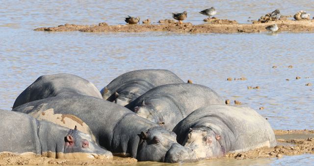Hippopotamus relaxing in muddy water on a sunny day 4k - Download Free Stock Photos Pikwizard.com