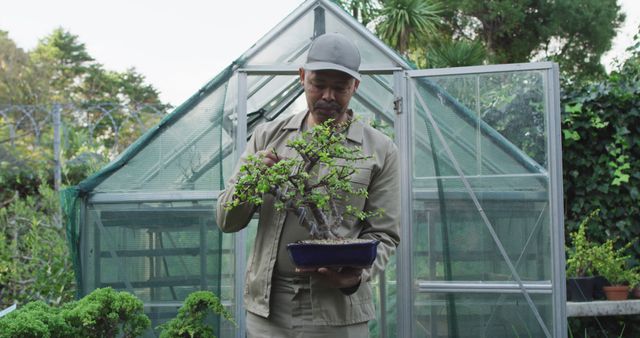 Man Taking Care of Bonsai Tree in Garden - Download Free Stock Images Pikwizard.com