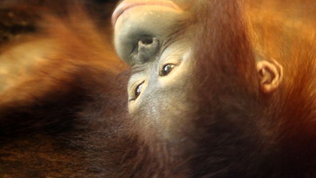Close-up of Pensive Orangutan Lying Down - Download Free Stock Photos Pikwizard.com