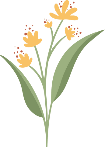 Blooming golden wildflower illustrations on transparent background