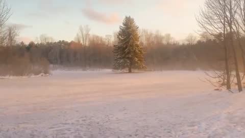 Sunlight Bathing Lone Evergreen in Snowy Meadow at Golden Hour, Tranquil Winter Video