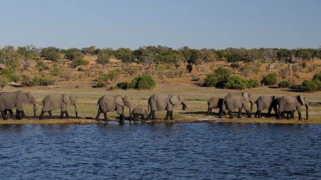 Herd of Elephants Migrating by River in African Savannah - Download Free Stock Photos Pikwizard.com