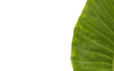 close-up transparent green contoured leaf vector nature background - Download Free Stock Videos Pikwizard.com