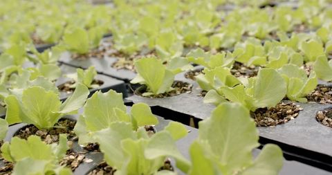 Hydroponic young lettuce plants growing in sustainable farm