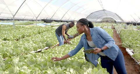 African american woman inspecting hydroponic vegetables in greenhouse farm