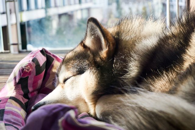Image shows a husky dog peacefully sleeping on a synthetic fabric blanket by the window while sunlight filters through. Perfect for use in pet care, relaxation, or cozy home concepts. Highlights warmth, tranquility, and companionship.