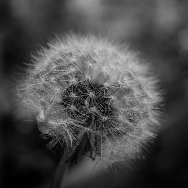 Close-up of a dandelion seed head captured in black and white, highlighting the intricate details and fine textures. Ideal for nature-themed projects, backgrounds, or artistic compositions. Perfect for adding a touch of natural elegance and sophistication to various designs or presentations.