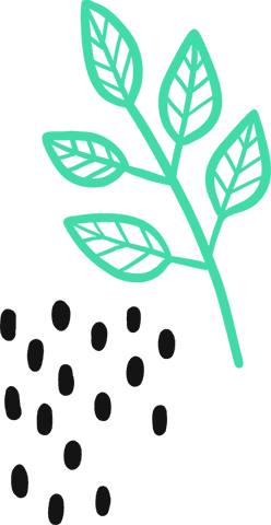 Minimalist Botanical Illustration with Transparent Background