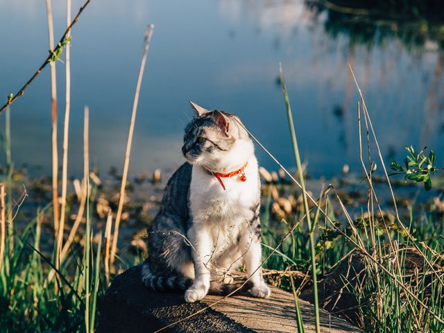 Cat sitting on rock near tranquil lake during golden hour. Suitable for nature-themed content, pet companionship, or peaceful outdoor scenes. Ideal for use in promoting quiet moments, animal companionship, or nature retreats.