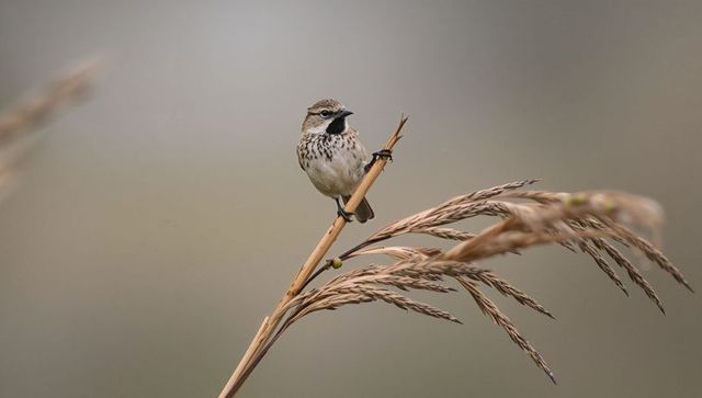 Sparrow perching on dry reed with drooping seedhead, streaked brown plumage, marsh bokeh