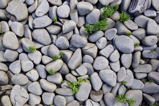 Stylized background with smooth gray pebbles interspersed with small green plants. Ideal for nature-themed designs, presentations on natural materials, landscaping projects, or as a calming digital backdrop.