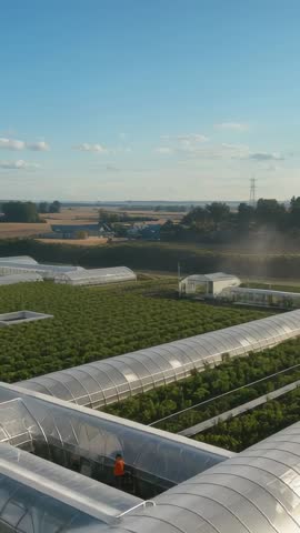 Descending aerial vertical video of worker inspecting greenhouse crops on sustainable farm