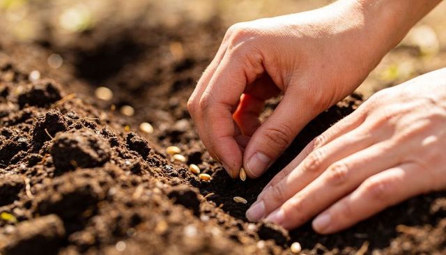 Closeup hands planting small seeds in loose garden soil under warm sunlight, sowing nurture