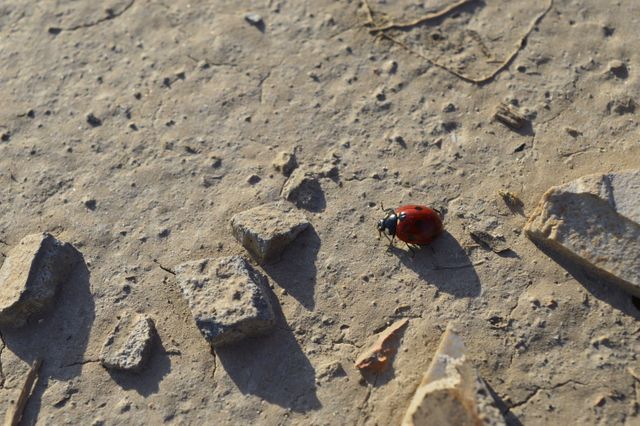 Red ladybug crawling on textured ground with small rocks lit by sunlight, suitable for nature-related projects, educational content about insects, or illustrations of outdoor environments. Great for use in organic themes, promoting environmental awareness, or showcasing the beauty of small creatures in their natural habitats.