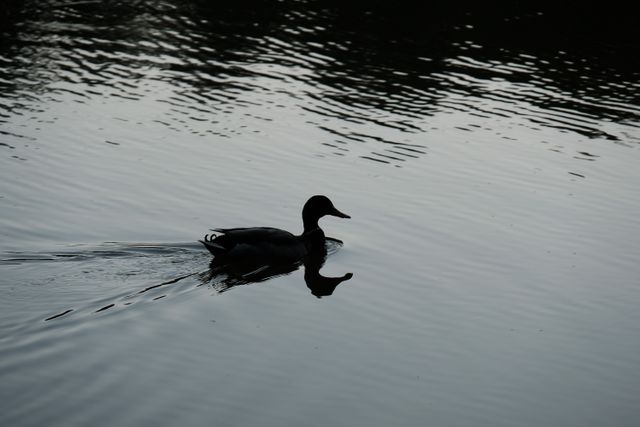 Duck silhouette gliding smoothly on calm lake water with ripples during dusk, creating peaceful ambiance. Perfect for themes related to tranquility, nature's serenity, or wildlife photography. Ideal for use in outdoor or animal magazines, website banners, or nature-themed projects.