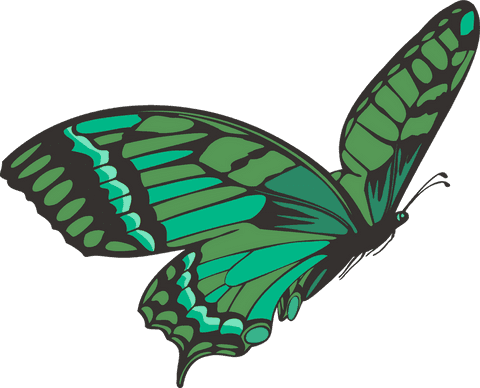 transparent green teal butterfly with black outline vector illustration - Download Free Stock Videos Pikwizard.com
