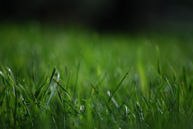 Close-up view of green grass with dewdrops glistening under soft light, providing a natural, fresh ambiance. Useful for nature, gardening, and outdoor themes, as well as promoting freshness, tranquility, and calmness in promotional materials or website backgrounds.