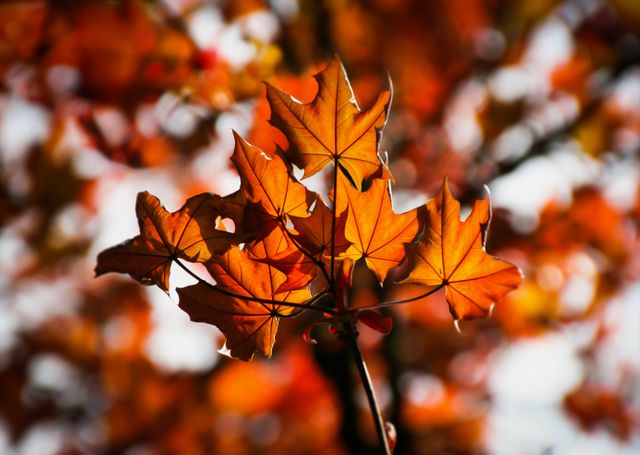 Capturing essence autumn showing vibrant maple leaves glow under sunset, casting warm light. Ideal for seasonal marketing, blog posts about nature or outdoor activities, or framing for decor highlighting autumn beauty.