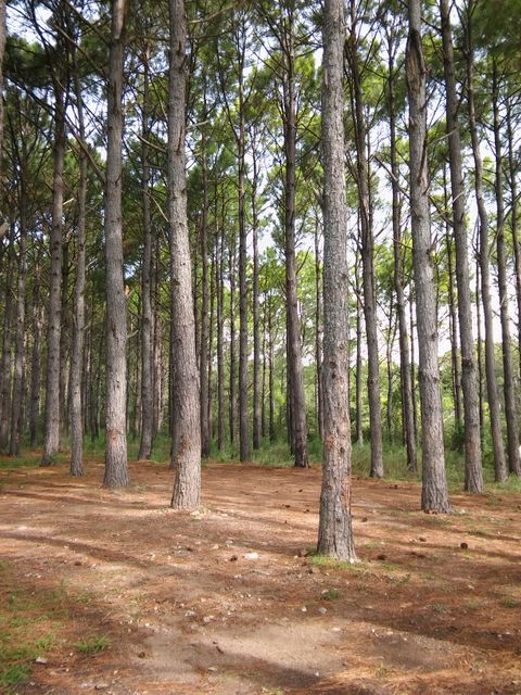 Dense forest with tall pine trees reaching towards the sky. Ideal for projects related to nature, outdoor adventures, tranquility, and conservation efforts. Useful for background images for promotional materials or websites discussing wilderness retreats.