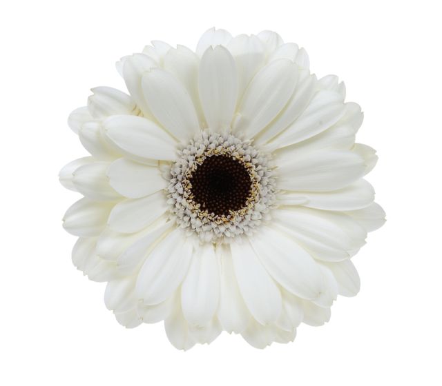 Ideal for use in floral design projects, botanical illustrations, wedding invitations, and nature-themed decor. This close-up of a white gerbera daisy emphasizes simplicity and purity, making it suitable for a variety of artistic and commercial purposes.