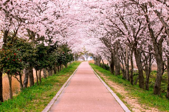 Cherry blossom trees create a tunnel of vibrant pink flowers over a peaceful walkway during spring. Ideal for travel brochures, websites, posters, or any project celebrating nature, beauty, and tranquility in the seasons.
