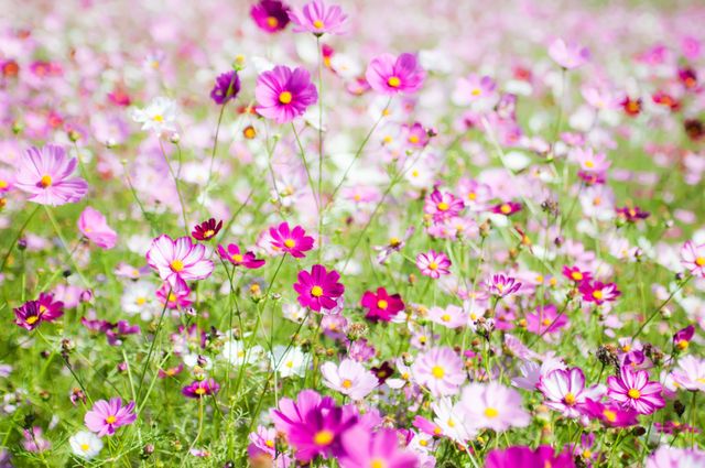 This image depicts a lush field filled with blooming pink and white cosmos flowers. Ideal for use in gardening blogs, springtime promotions, nature landscape web design, and floral print materials. Great for backgrounds, greeting cards, environmental content, and seasonal marketing campaigns.