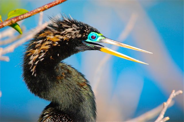 Close-Up of Vibrant Anhinga Bird with Open Beak - Download Free Stock Photos Pikwizard.com
