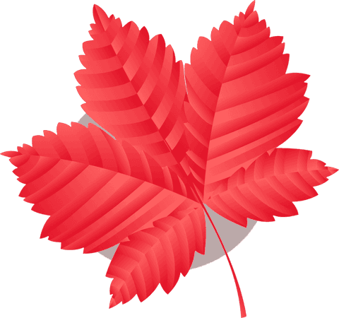 red seven-lobed serrated leaf illustration on transparent background - Download Free Stock Videos Pikwizard.com