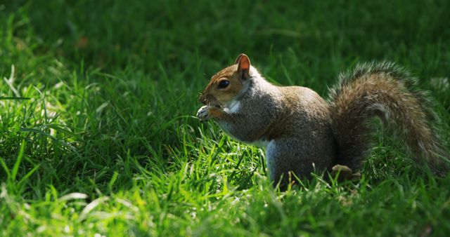 Squirrel eating fruit in the park on a sunny day