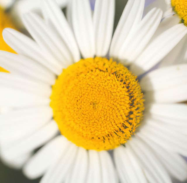 Close-Up of Vibrant Daisy Flower with Yellow Center - Download Free Stock Photos Pikwizard.com