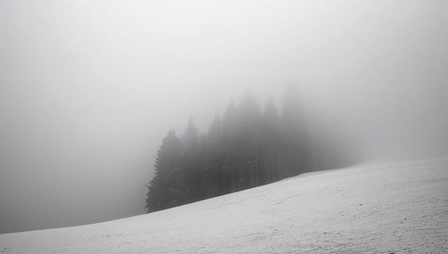 Foggy Winter Evergreens on Snowy Hillside, Minimal Monochrome Conifer Forest in Mist