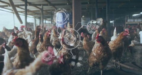 Modern poultry farming with advanced technology monitoring