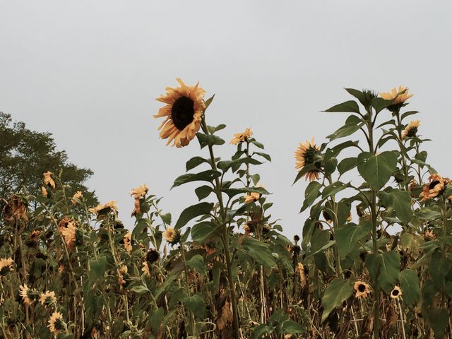 Tall sunflowers rising above green fields under an overcast sky. Perfect for use in agricultural advertisements, eco-friendly product promotions, rural and countryside life-themed content, and horticulture articles. The serene atmosphere highlights the beauty of nature and farming life.