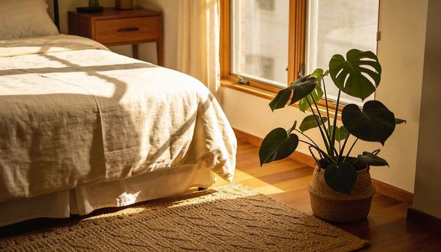Sunlit monstera plant casting warm shadows across linen bed in minimalist bedroom