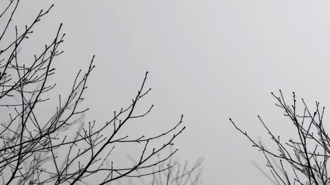 Swaying Bare Tree Branches Against Overcast Sky Showing Tiny Buds Emerging