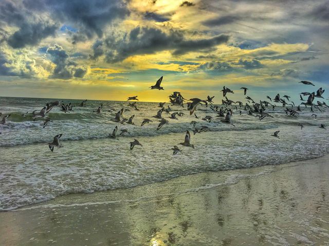 Seagulls flying over ocean waves at sunset create a serene coastal atmosphere. This can be used for nature and wildlife blogs, travel websites, environmental campaigns, vacation brochures, and relaxation spaces.