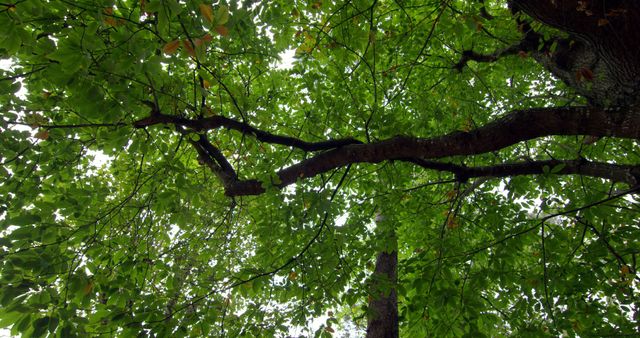 View of a tree canopy filled with green leaves from below. The branches are reaching out with lush foliage, creating a serene and vibrant natural scene. This visual is suitable for promoting environmental awareness, nature-focused content, or creating a tranquil background for wellness and relaxation themes.