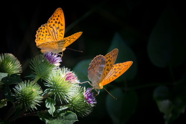 Two Orange Butterflies on Thistle Flowers in Natural Light - Download Free Stock Photos Pikwizard.com