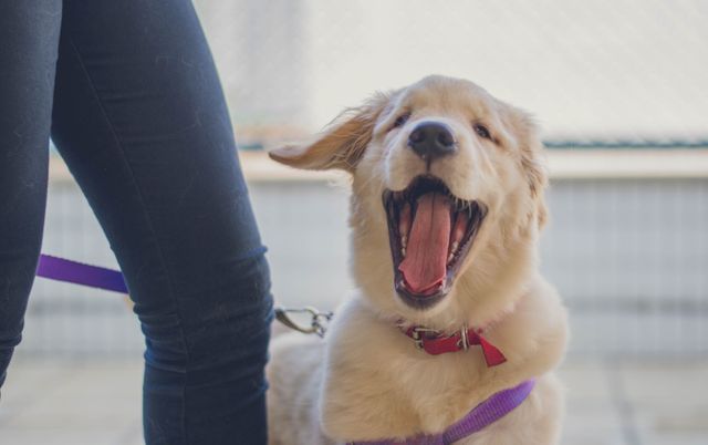 Golden Retriever puppy on purple leash walking next to owner, holding mouth open excitedly in sunny outdoor area. Image suitable for pet care, dog walking services, veterinary clinics, pet products, and animal rescue promotions.