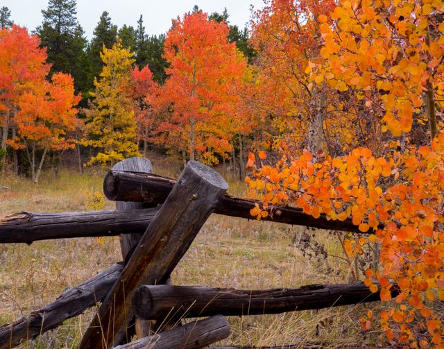 Colorful Autumn Foliage in Forest with Wooden Fence - Download Free Stock Photos Pikwizard.com