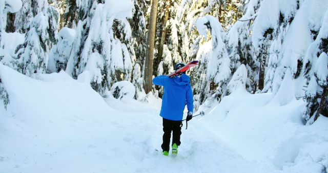 Person Hiking Through Snowy Forest Carrying Skis - Download Free Stock Images Pikwizard.com