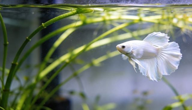 Gliding pale white betta with flowing fins in planted aquarium with soft lighting