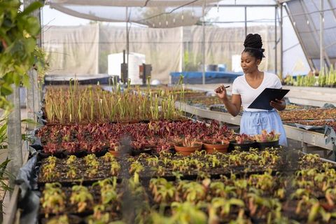 African american woman inspecting seedlings in commercial greenhouse holding clipboard