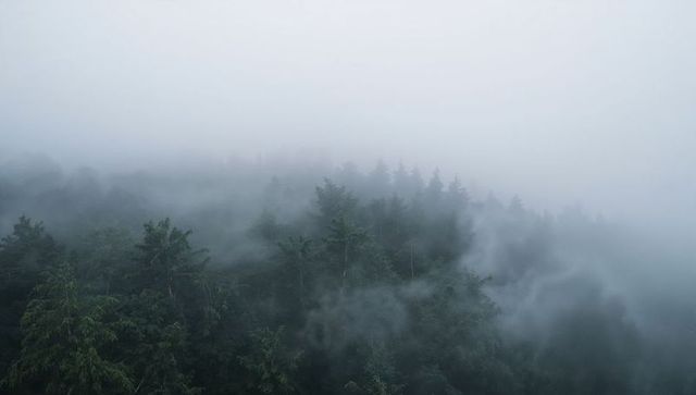 Fog-wrapping conifer forest on misty ridge, distant treeline fading into gray