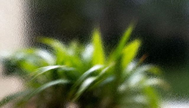 Soft-focus greenery behind rippled glass window abstract foliage texture