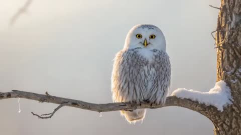 Snowy owl perching on snow-covered branch at dawn surveying for prey
